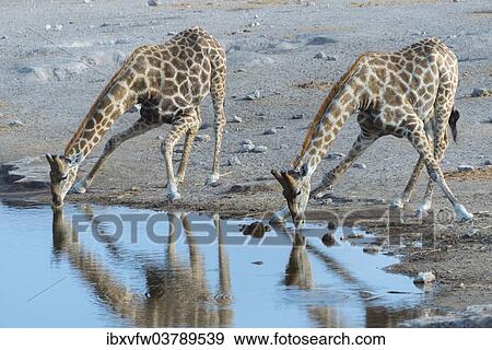 Stock Photo - "Two Giraffes (Giraffa camelopardis) drinking at the Chudop waterhole, Etosha National Park, Namibia, Africa". Fotosearch
