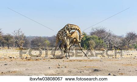 Stock Photo - "Two giraffes (Giraffa camelopardis) fighting with each other, Etosha National Park, Namibia, Africa". Fotosearch