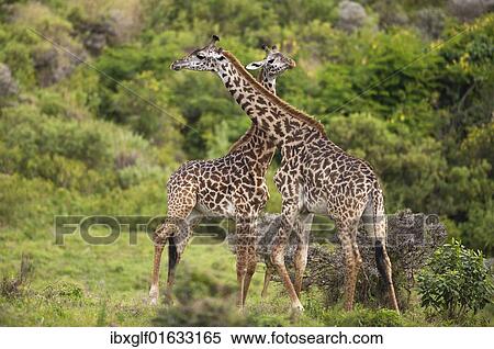 Stock Photography - "Two giraffes (Giraffa carmeopardalis), swinging their necks against each other, Tanzania, Africa". Fotosearch