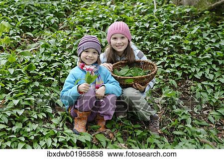 Two girls picking Ramsons or wild garlic (Allium ursinum) View Large Photo Image Stock Photo - Two girls picking Ramsons or wild garlic (Allium ursinum). Fotosearch