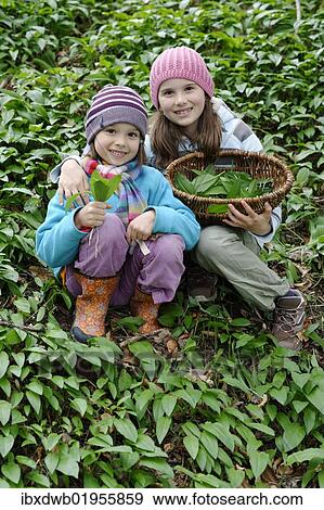 Two girls picking Ramsons or wild garlic (Allium ursinum) View Large Photo Image Stock Photo - Two girls picking Ramsons or wild garlic (Allium ursinum). Fotosearch