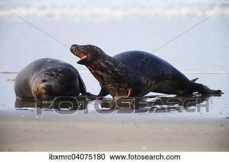 "Two gray seals (Halichoerus grypus), Heligoland, Schleswig-Holstein, Germany, Europe" View Large Photo Image Stock Image - "Two gray seals (Halichoerus grypus), Heligoland, Schleswig-Holstein, Germany, Europe". Fotosearch