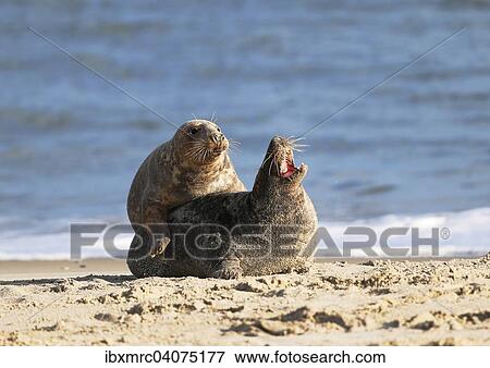 "Two gray seals (Halichoerus grypus), Heligoland, Schleswig-Holstein, Germany, Europe" View Large Photo Image Stock Photo - "Two gray seals (Halichoerus grypus), Heligoland, Schleswig-Holstein, Germany, Europe". Fotosearch