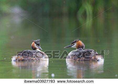 "Two Great Crested Grebes (Podiceps cristatus) with chicks in plumage, North Hesse, Hesse, Germany, Europe" View Large Photo Image Stock Image - "Two Great Crested Grebes (Podiceps cristatus) with chicks in plumage, North Hesse, Hesse, Germany, Europe". Fotosearch