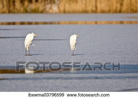 "Two Great Egrets (Ardea alba) standing on ice, North Hesse, Hesse, Germany, Europe" View Large Photo Image Stock Photo - "Two Great Egrets (Ardea alba) standing on ice, North Hesse, Hesse, Germany, Europe". Fotosearch