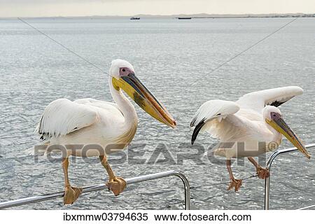 "Two Great White Pelicans (Pelecanus onocrotalus) on a railing in Walvis Bay, Namibia, Africa" View Large Photo Image Stock Photography - "Two Great White Pelicans (Pelecanus onocrotalus) on a railing in Walvis Bay, Namibia, Africa". Fotosearch