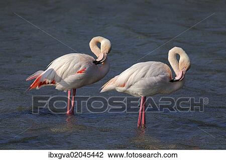"Two Greater Flamingos (Phoenicopterus roseus), preening, Camargue, France, Europe" View Large Photo Image Stock Image - "Two Greater Flamingos (Phoenicopterus roseus), preening, Camargue, France, Europe". Fotosearch