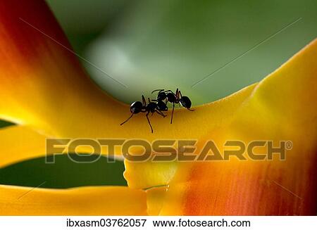 "Two Green Tree Ants (Oecophylla smaragdina) fighting on a Heliconia or False Bird-of-paradise (Heliconia rostrata), Chiang Mai Province, Thailand, Asia" View Large Photo Image Stock Photo - "Two Green Tree Ants (Oecophylla smaragdina) fighting on a Heliconia or False Bird-of-paradise (Heliconia rostrata), Chiang Mai Province, Thailand, Asia". Fotosearch