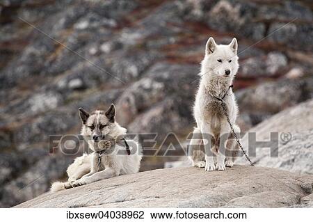 Stock Image - "Two Greenland Dogs or Greenland Huskies, chained to a rock during summer months, Ilulissat, Greenland, North America". Fotosearch