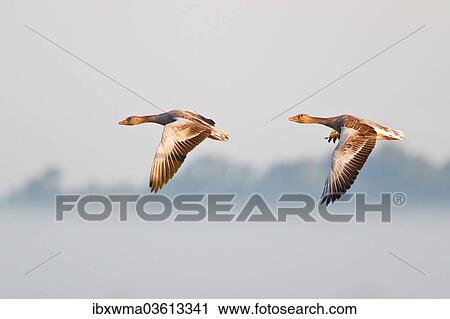 "Two Greylag Geese (Anser anser), in flight in the morning light, Steinhuder Meer, Lower Saxony, Germany, Europe" View Large Photo Image Stock Image - "Two Greylag Geese (Anser anser), in flight in the morning light, Steinhuder Meer, Lower Saxony, Germany, Europe". Fotosearch
