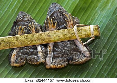 "Two grilled frogs tied to a bamboo stick served on a banana leaf, as a snack, Chiang Mai, Thailand, Asia" View Large Photo Image Stock Photo - "Two grilled frogs tied to a bamboo stick served on a banana leaf, as a snack, Chiang Mai, Thailand, Asia". Fotosearch