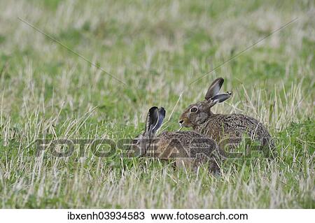 "Two Hares (Lepus europaeus), Emsland, Lower Saxony, Germany, Europe" View Large Photo Image Stock Image - "Two Hares (Lepus europaeus), Emsland, Lower Saxony, Germany, Europe". Fotosearch
