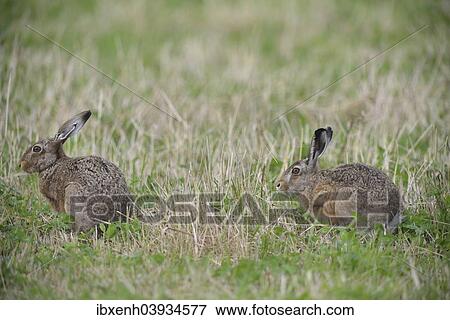 Stock Photo - "Two Hares (Lepus europaeus), Emsland, Lower Saxony, Germany, Europe". Fotosearch