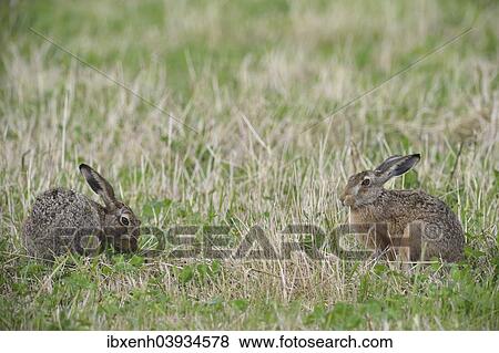"Two Hares (Lepus europaeus), Emsland, Lower Saxony, Germany, Europe" View Large Photo Image Stock Photo - "Two Hares (Lepus europaeus), Emsland, Lower Saxony, Germany, Europe". Fotosearch