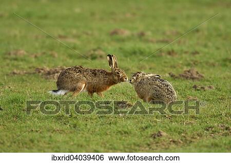 "Two hares (Lepus europaeus) sniffing each other on a meadow in the mating season, North Rhine-Westphalia, Germany, Europe" View Large Photo Image Stock Photograph - "Two hares (Lepus europaeus) sniffing each other on a meadow in the mating season, North Rhine-Westphalia, Germany, Europe". Fotosearch