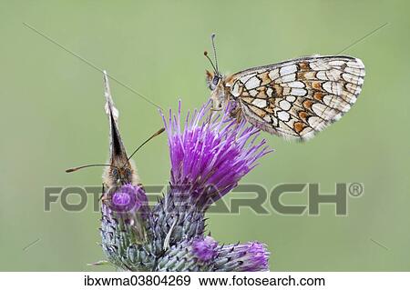 "Two Heath Fritillary butterflies (Melitaea athalia) perched on a Spiny Plumeless Thistle (Carduus acanthoides), North Hesse, Hesse, Germany, Europe" View Large Photo Image Stock Photo - "Two Heath Fritillary butterflies (Melitaea athalia) perched on a Spiny Plumeless Thistle (Carduus acanthoides), North Hesse, Hesse, Germany, Europe". Fotosearch