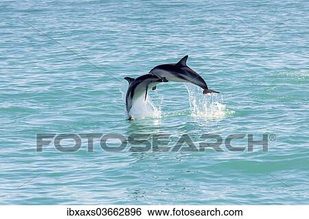 "Two Hector's Dolphins (Cephalorhynchus hectori) meeting in the air while jumping out of the water, Ferniehurst, Canterbury Region, New Zealand, Oceania" View Large Photo Image Stock Photograph - "Two Hector's Dolphins (Cephalorhynchus hectori) meeting in the air while jumping out of the water, Ferniehurst, Canterbury Region, New Zealand, Oceania". Fotosearch