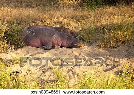 "Two Hippopotamuses (Hippopotamus amphibius) lying next to each other in the sand, Kruger National Park, South Africa, Africa" View Large Photo Image Stock Image - "Two Hippopotamuses (Hippopotamus amphibius) lying next to each other in the sand, Kruger National Park, South Africa, Africa". Fotosearch