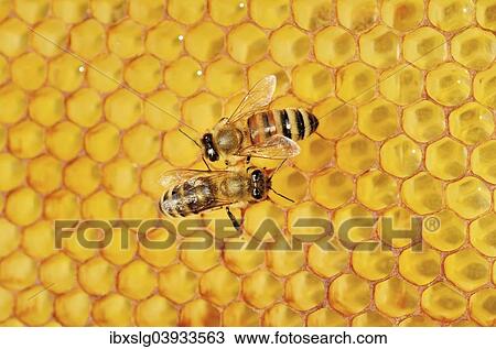 "Two honey bees, left, Carnian (Apis mellifera var carnica), right, a hybrid Italian Bee (Apis ligustica bast. ) on honeycomb with a propolis coating" View Large Photo Image Stock Image - "Two honey bees, left, Carnian (Apis mellifera var carnica), right, a hybrid Italian Bee (Apis ligustica bast. ) on honeycomb with a propolis coating". Fotosearch
