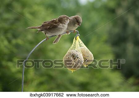 "Two House Sparrows (Passer domesticus) on fat balls, Hesse, Germany, Europe" View Large Photo Image Stock Image - "Two House Sparrows (Passer domesticus) on fat balls, Hesse, Germany, Europe". Fotosearch