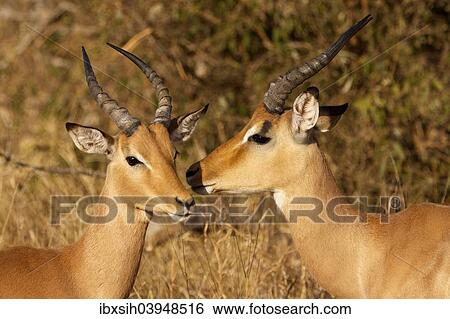 "Two impalas (Aepyceros melampus), male, Kruger National Park, South Africa, Africa" View Large Photo Image Stock Photograph - "Two impalas (Aepyceros melampus), male, Kruger National Park, South Africa, Africa". Fotosearch