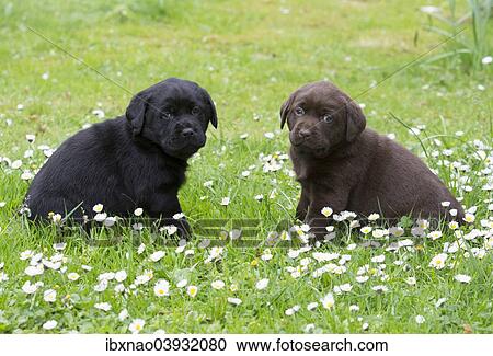 Two Labrador Retriever Puppies View Large Photo Image Stock Image - Two Labrador Retriever Puppies. Fotosearch