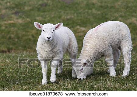 Stock Photo - "Two lambs, Easter lambs, Domestic Sheep (Ovis ammon f. Aries), twins, Schleswig-Holstein, Germany, Europe". Fotosearch