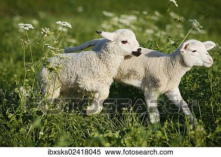 Two lambs in a meadow View Large Photo Image Stock Photography - Two lambs in a meadow. Fotosearch