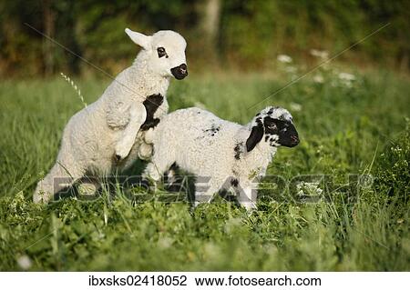 Two lambs jumping over a meadow View Large Photo Image Stock Image - Two lambs jumping over a meadow. Fotosearch