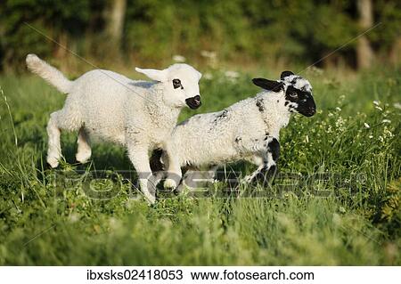 Two lambs jumping over a meadow View Large Photo Image Stock Image - Two lambs jumping over a meadow. Fotosearch