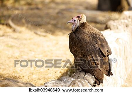 "Two Lappet-faced Vultures (Aegypius tracheliotus, Torgos tracheliotus) sitting together, Kruger National Park, South Africa, Africa" View Large Photo Image Stock Photo - "Two Lappet-faced Vultures (Aegypius tracheliotus, Torgos tracheliotus) sitting together, Kruger National Park, South Africa, Africa". Fotosearch