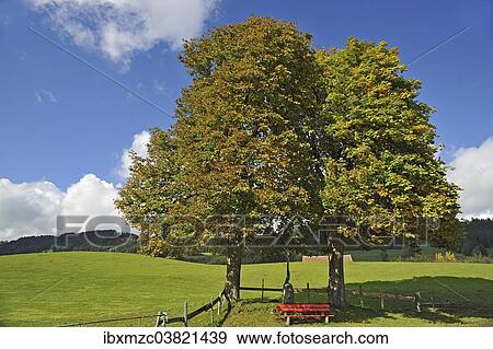 "Two Large-leaved Lindens or Large-leaved Limes (Tilia platyphyllos) with autumn foliage, with a crucifix and a red bench below, Weitnau, Upper Allgau, Bavaria, Germany, Europe" View Large Photo Image Stock Photo - "Two Large-leaved Lindens or Large-leaved Limes (Tilia platyphyllos) with autumn foliage, with a crucifix and a red bench below, Weitnau, Upper Allgau, Bavaria, Germany, Europe". Fotosearch