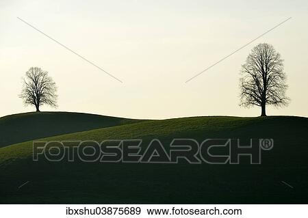 "Two Lime trees (Tilia), on moraine hill, Hirzel, Canton of Zurich, Switzerland, Europe" View Large Photo Image Stock Photo - "Two Lime trees (Tilia), on moraine hill, Hirzel, Canton of Zurich, Switzerland, Europe". Fotosearch