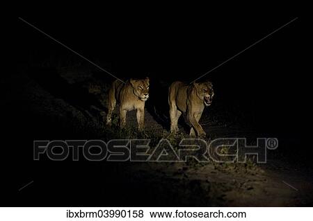 "Two Lionesses (Panthera leo), adult, at night, South Africa, Africa" View Large Photo Image Stock Photo - "Two Lionesses (Panthera leo), adult, at night, South Africa, Africa". Fotosearch