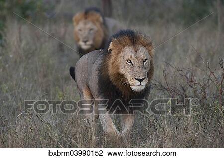 "Two Lions (Panthera leo), adult, South Africa, Africa" View Large Photo Image Stock Image - "Two Lions (Panthera leo), adult, South Africa, Africa". Fotosearch
