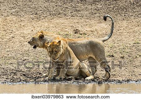 "Two Lions (Panthera leo) at the water, Serengeti, Tanzania, Africa" View Large Photo Image Stock Image - "Two Lions (Panthera leo) at the water, Serengeti, Tanzania, Africa". Fotosearch