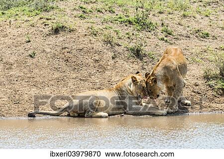 "Two Lions (Panthera leo) at the water, Serengeti, Tanzania, Africa" View Large Photo Image Stock Image - "Two Lions (Panthera leo) at the water, Serengeti, Tanzania, Africa". Fotosearch