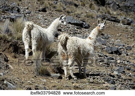 Stock Photo - "Two Llamas (Lama glama) standing in the Andean Highlands, Altiplano, Department of La Paz, Bolivia, South America". Fotosearch