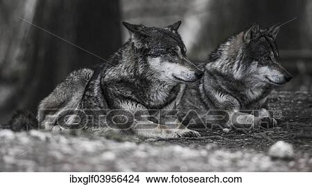 Picture - "Two lying Gray Wolves (Canis lupus), Jamtland County, Sweden, Europe". Fotosearch