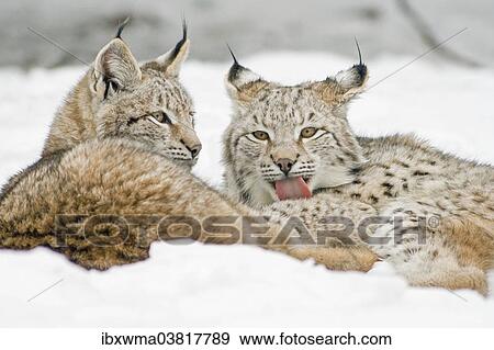 "Two Lynxes (Lynx lynx) lying in the snow, captive, Germany, Europe" View Large Photo Image Stock Photo - "Two Lynxes (Lynx lynx) lying in the snow, captive, Germany, Europe". Fotosearch