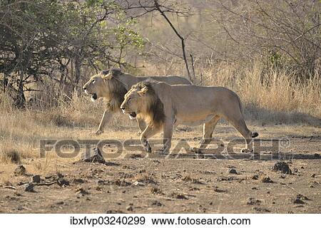 Stock Photo - "Two male Asiatic Lions (Panthera leo persica), Gir Interpretation Zone, Gir Forest National Park, Gir Sanctuary, Gujarat, India, Asia". Fotosearch