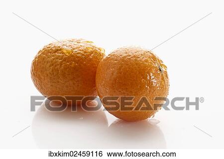Two Mandarins (Citrus reticulata) with water drops View Large Photo Image Stock Photograph - Two Mandarins (Citrus reticulata) with water drops. Fotosearch