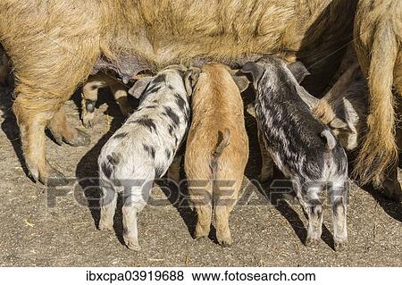 "Two Mangalitsa pigs and a black-speckled Turopolje pig (Sus scrofa domestica), piglets suckling, Tyrol, Austria, Europe" View Large Photo Image Stock Photo - "Two Mangalitsa pigs and a black-speckled Turopolje pig (Sus scrofa domestica), piglets suckling, Tyrol, Austria, Europe". Fotosearch