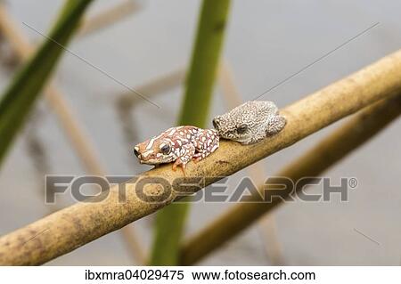"Two Marbled Reed Frogs (Hyperolius marmoratus) sitting a twig in the swamps of the Okavango Delta, Botswana, Africa" View Large Photo Image Stock Photography - "Two Marbled Reed Frogs (Hyperolius marmoratus) sitting a twig in the swamps of the Okavango Delta, Botswana, Africa". Fotosearch
