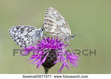 "Two Marbled White Butterflies (Melanargia galathea) on Brownray Knapweed (Centaurea jacea), North Hesse, Hesse, Germany, Europe" View Large Photo Image Stock Image - "Two Marbled White Butterflies (Melanargia galathea) on Brownray Knapweed (Centaurea jacea), North Hesse, Hesse, Germany, Europe". Fotosearch