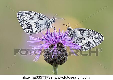 "Two Marbled White Butterflies (Melanargia galathea) on Brownray Knapweed (Centaurea jacea), North Hesse, Hesse, Germany, Europe" View Large Photo Image Stock Photo - "Two Marbled White Butterflies (Melanargia galathea) on Brownray Knapweed (Centaurea jacea), North Hesse, Hesse, Germany, Europe". Fotosearch