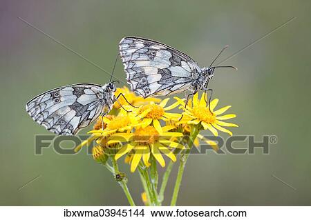 "Two Marbled Whites (Melanargia galathea) on Ragwort (Senecio jacobaea), North Hesse, Hesse, Germany, Europe" View Large Photo Image Picture - "Two Marbled Whites (Melanargia galathea) on Ragwort (Senecio jacobaea), North Hesse, Hesse, Germany, Europe". Fotosearch