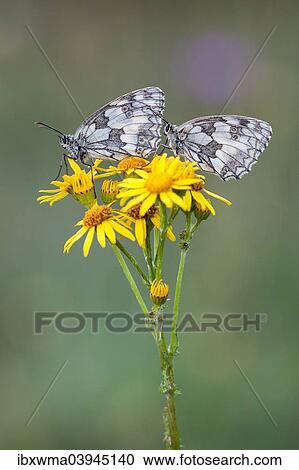 "Two Marbled Whites (Melanargia galathea) on Ragwort (Senecio jacobaea), North Hesse, Hesse, Germany, Europe" View Large Photo Image Stock Image - "Two Marbled Whites (Melanargia galathea) on Ragwort (Senecio jacobaea), North Hesse, Hesse, Germany, Europe". Fotosearch