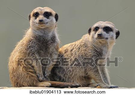 Two meerkats (Suricata suricatta) View Large Photo Image Stock Image - Two meerkats (Suricata suricatta). Fotosearch
