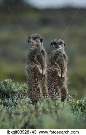 "Two Meerkats (Suricata suricatta), Little Karoo, Western Cape Province, South Africa, Africa" View Large Photo Image Stock Image - "Two Meerkats (Suricata suricatta), Little Karoo, Western Cape Province, South Africa, Africa". Fotosearch